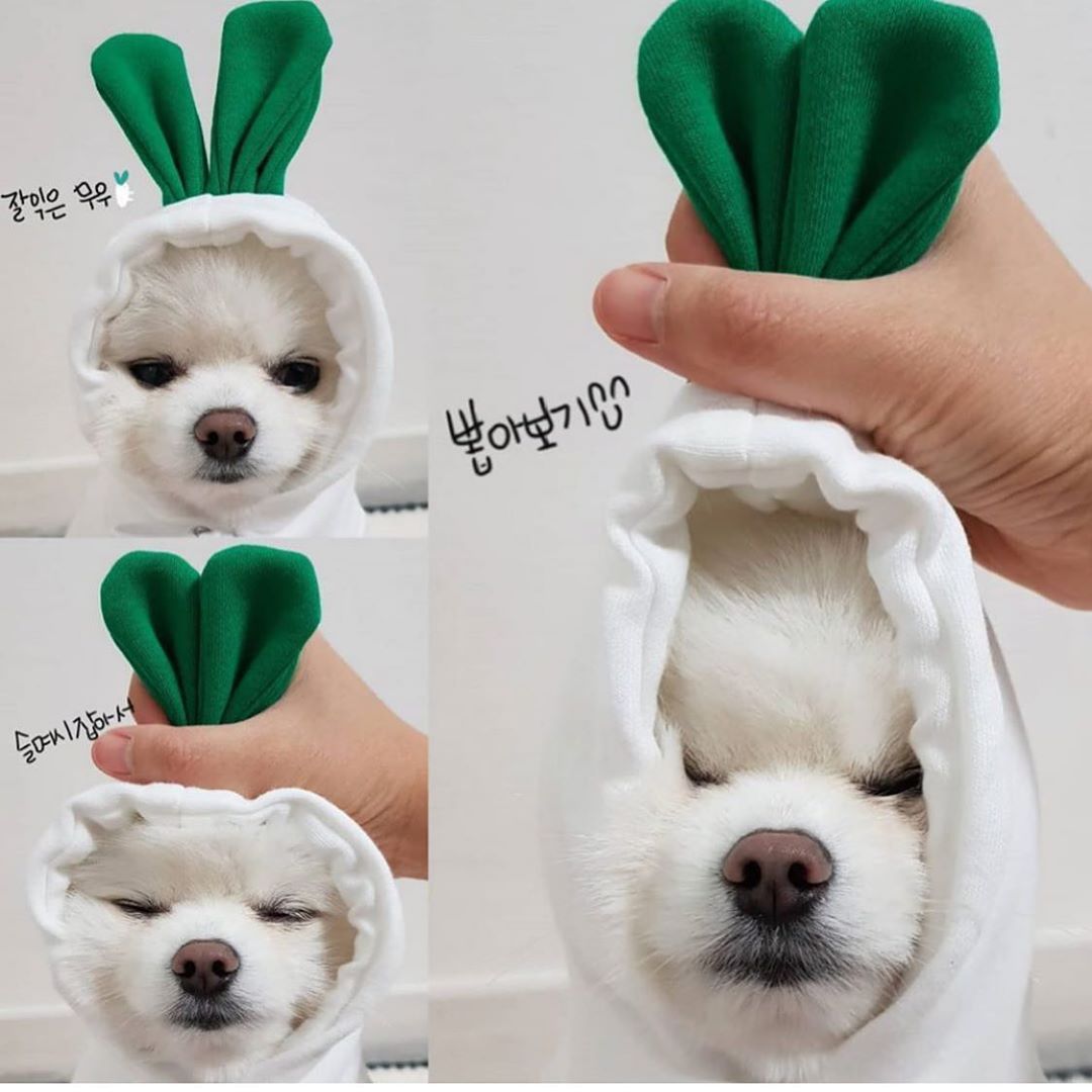 Cute Fruit Pet Hoodie - Winter Warm Fleece Costume for Small Dogs & Cats
