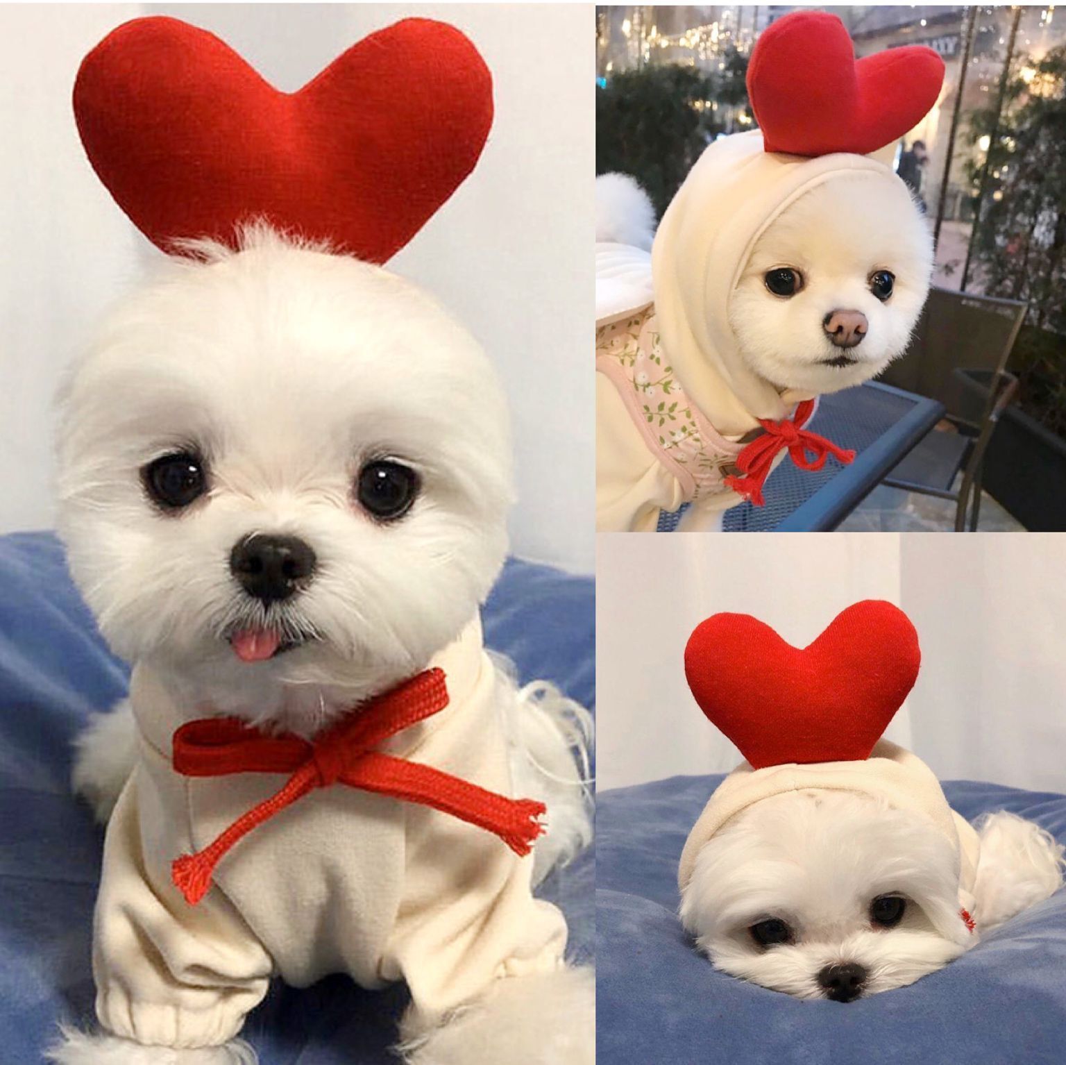 Cute Fruit Pet Hoodie - Winter Warm Fleece Costume for Small Dogs & Cats