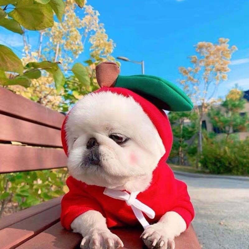 Cute Fruit Pet Hoodie - Winter Warm Fleece Costume for Small Dogs & Cats