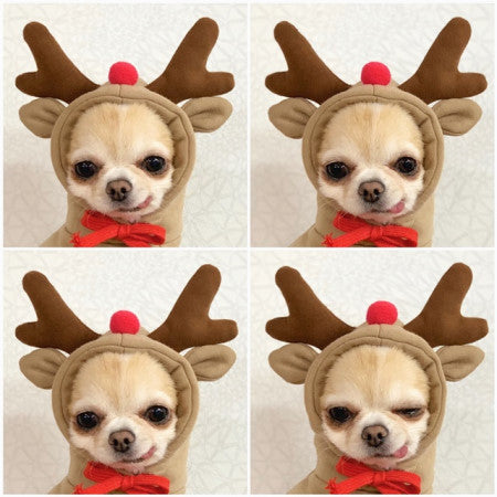 Cute Fruit Pet Hoodie - Winter Warm Fleece Costume for Small Dogs & Cats